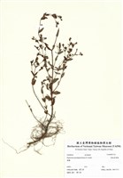 藏品(短柄金絲桃)的圖片